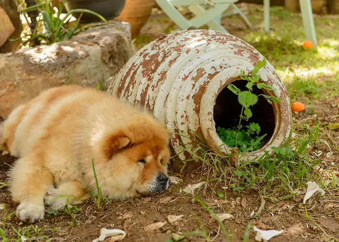 Agali 1 Superior Maisonette Apartman Kalamáta